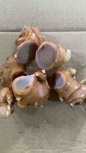 Rimpang bangle hitam panglai hitam segar 200 gram-az