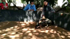 ไข่เชื้อไก่ชน VIP จ้าวจอมโหด สายโกวเซ้มฟาร์ม บู๊ ดุ ดัน ชุด4ฟอง