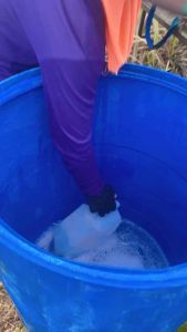 แค๊ปลิงค์ (กลูโฟซิเนต-แอมโมเนียม