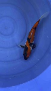 🇯🇵 Japan Marusei Farm Showa Koi Fish | 28cm | Premium Japanese Nishikigoi - RM680