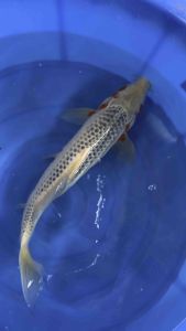 🇯🇵 Japan Marusei Farm Asagi Koi Fish | 40cm | Premium Japanese Nishikigoi - RM980