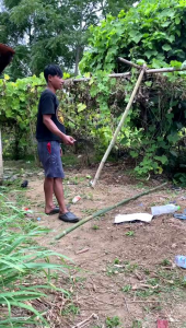 SULTAN NGARIT-Alat pemangkas rumput arit super tajam siap pake