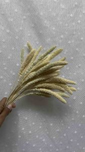 ดอกไม้แห้ง ข้าวฟ่าง หางกระรอก สีขาว พร้อมส่งจาก กทม 15 ดอก 45 บาท | ราคาที่สุด ผลิตภัณฑ์ที่คุณต้องการ