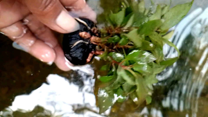 tanaman air aquascape corimbosa compacta media wabikusa