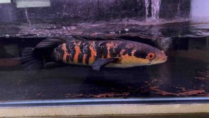 Channa Red Barito/Channa /Import From Indonesia/Freshwater印尼红梅花/梅花斑/活鱼(Sin Quan Aquaculture Enterprise)