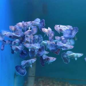 Guppy Halfmoon Black Panther