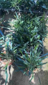 #เฟินแววปีกแมลงทับ (Microsorum Thailandicum ‘Blue Oil Fernมา)” ถือเป็นหนึ่งในไม้หายากที่คนนิยมนำเข้าเลยค่ะ ใบของเฟินแววปีกแมลงทับนั้นหนาและมีปลายเรียวแหลม แต่สิ่งที่ทำให้มันเป็นที่นิยมนั่นก็คือใบสีเขียวน้ำเงินเมทัลลิกแวววาวคล้ายกับปีกแมลงทับที่ทำให้มันดูโ