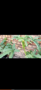 10pcs Hybrid Okra Seeds: Smooth Green Variety & Easy to Grow