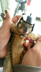 Perlengkapan Bajing Kelapa: Harnes Kalung & Helm Set Cocok