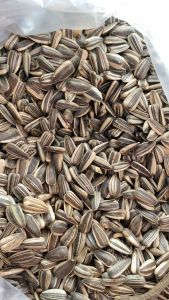 KUACI BIJI BUNGA MATAHARI 1/2KG(500g) REKOMENDED PAKAK BURUNG DAN UNGGAS