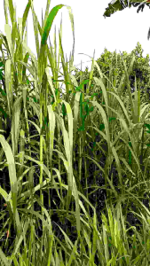 bibit rumput pakchong 1 kg bibit kuwalitas super