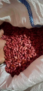 Bibit Kacang merah Jogo 500grm mudah tumbuh dan tahan hama