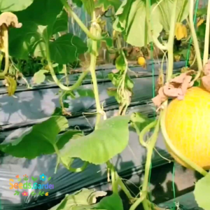 [TERLARIS] BIJI/BENIH MELON PREMIUM INTHANON GOLDEN EMERALD