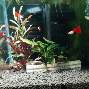 GPS Aquatic Red Rose Guppy 1 Pair