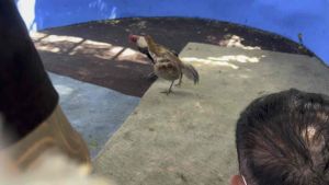 ไข่เชื้อพม่าเปรู เจ้าคมเพชร ชนะ3ไฟว์