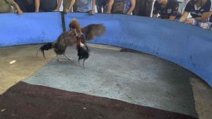 ไข่เชื้อพม่าเปรู ทดสอบในสนามจริงแล้ว มั่นใจได้