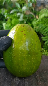 Alpukat Mentega Super Peuleum Fresh 500gr (isi 2-3)/ 1kg (isi 3-5)