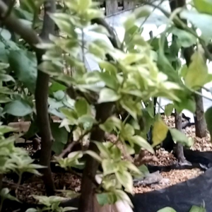 Bugenvil SGP Farigata: Produk Interior & Desain