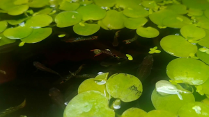 TANAMAN AIR APUNG AMAZON FROGBIT KECIL - Ikan Lebih Sehat
