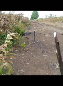 jerat burung ruak ruak paket kumplit