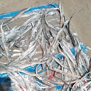 ikan asin layur kering besar n sedang campur. harga 1 kg rasa daging yg enak mantap hasil langsung laut yg freess. kuwalitas premium terbaik