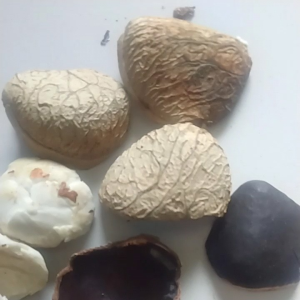 Jual Buah Picung & Kulewek Sudah Dikupas Musiman