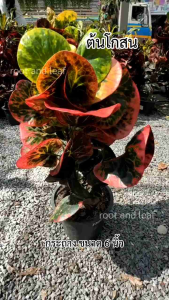 ต้นโกสน ส่งพร้อมกระถางดำ ขนาด 8 นิ้ว ฟอร์มต้นสวย เสริมโชคลาภ ต้นเรียกทรัพย์