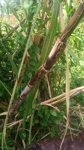 Tebu hitam tebu Ireng wulung kemasan 5kg