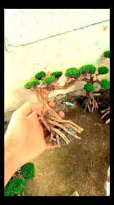 Bonsai Aquascape Murah & Moss: Panduan Lengkap