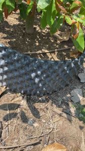 Cao 30cm 20cm Vĩ bầu ươm cây chậu trồng cây bầu quấn cây - Bành dài 50m bầu ươm thông minh