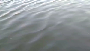 ESSEN LUMUT ESSEN IKAN NILA / MUJAIR PALING AMPUH GACOR KING ESSENTIAL TILAPIA MULTI PUNGSI MICRO