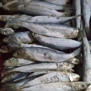 ikan asin japu seroh enak dan renyah harga kemasan 1 kg size jumbo