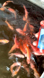 Essen Aroma Menggoda Ikan Babon Isi 100ml Bloodworm