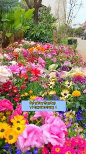 Hạt giống 21 loại hoa tổng hợp ( 500 hạt ) - Hoa nở quanh năm chịu nhiệt tốt