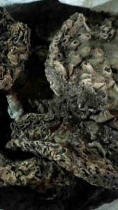 Sarang Semut Papua: Manfaat & Penggunaan