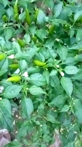 Biji Benih Cabe Rawit Gorengan Cabe Mencos Super Pedas