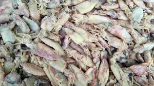 ikan Asin Cumi Asin kering cumi kering cumi fresh 500gram