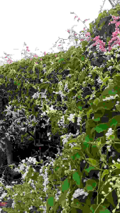 ต้นกล้าพวงชมพู คละสี (3 ต้น 60บาท)