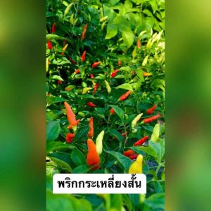 เมล็ดพริกกะเหรี่ยงสั้นบรรจุ100-200เมล็ดส้มสั้น 🌶เผ็ด อร่อย ปลูกง่าย ทนร้อนได้ดี