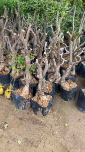 Phôi cây hoa giấy Mỹ lớn