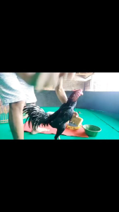 Alat Steam Ayam Free Spon Mandi Ayam