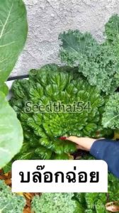 ผักกวางตุ้ง แทตฉ่อยกวางตุ้งดอกไม้ไฟ 2000เมล็ด Tat Soi Chinese flat cabbage สายพันธุ์ OP