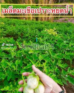 เมล็ดมะเขือเปราะ หยดน้ำมะเขือเปราะหยดน้ำ บรรจุ 300-400 เมล็ด Round Eggplant Yodpetch