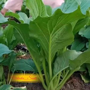 [Virladia Seeds] Biji Benih tanaman Sawi manis | Caisim | Sawi Baso