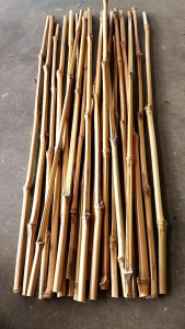 GAGANG AGGREK #STIK BAMBU KCL P 50 CM#GAGANG BAMBU KHUSUS ANGGREK
