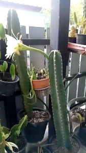 จามาคารู แค็กตัสทานผล ชำกิ่งมีรากแล้ว #สวยหรูดูแพง  Jamaica ru ไม้ประดับ ไม้ฟอกอากาศ