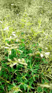 500g Vú  Sửa Đất Tươi - Cỏ Sửa - Cây Lợi Sửa ( có đơn mới đi hái hút chân không ) chỉ Ship Ở Tỉnh miền Nam