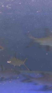 SILVER SHARKH 2PCS  IKAN HIASAN AQUARIUM