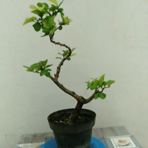 Bonsai Sianci: Desain Taman Miniatur & Tanaman Interior