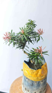 鹤顶红(玫瑰红)罗汉松 ROSE RED PODOCARPUS 高度1尺-2尺